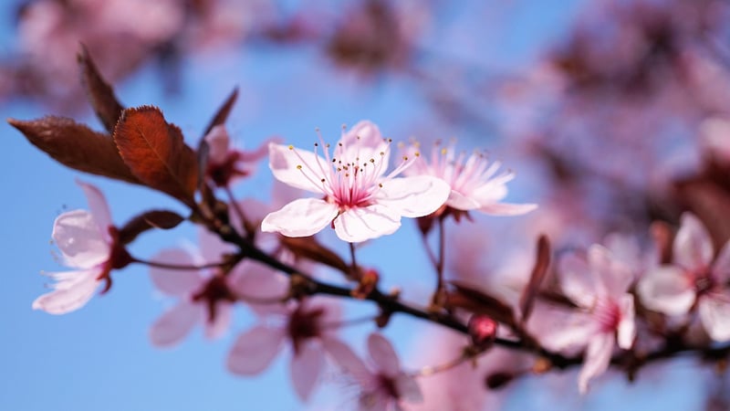 Cherry Tree